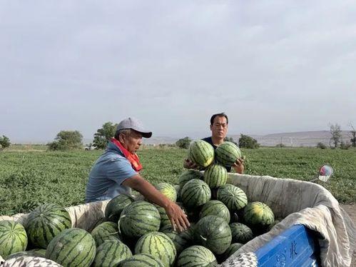 北仑吃瓜,瓜果飘香，品味生活新篇章  第3张
